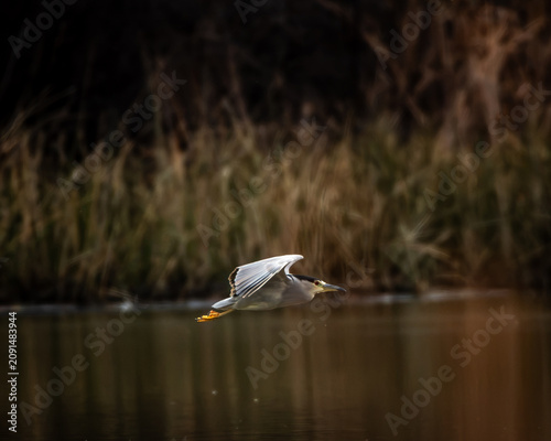 Canvastavla garza bruja en pleno vuelo sobre la laguna , su habitat natural un dia nublado