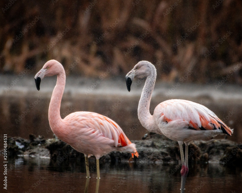 Obraz premium flamencos en una laguna , su habitat natural , erguidos , un dia de llovisna , 