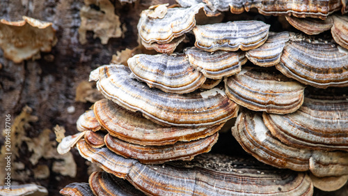 Canvas Print Macro Texture of Turkey Tail Fungus Concentric Rings Close Up