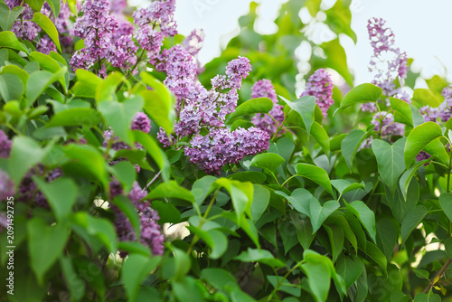 Purple lilac flowers bloomi...