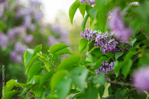 Purple lilac flowers bloomi...