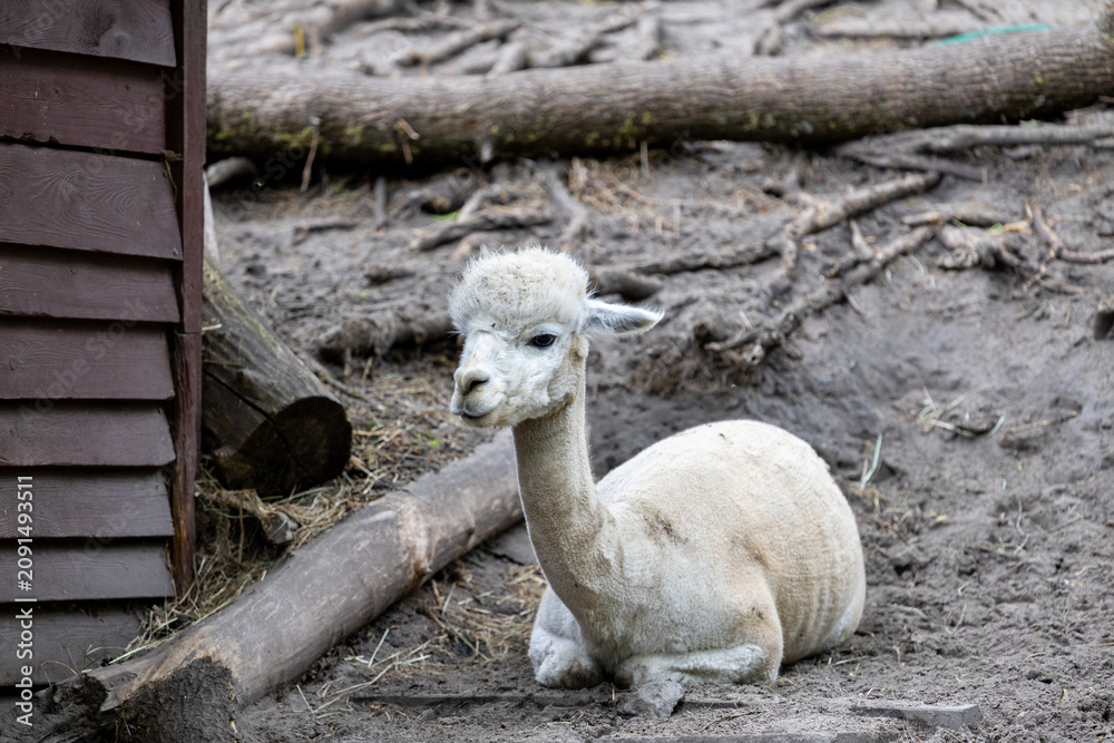 Fototapeta premium Alpaca sitting on muddy ground in an outdoor enclosure. Animal resting in zoo setting.