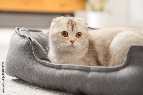 Cute Scottish fold cat lyin...