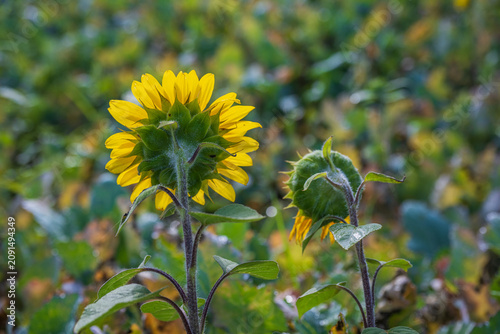 Fényképezés Sunflower blooming yellow petals back view with closed bud at natural field
