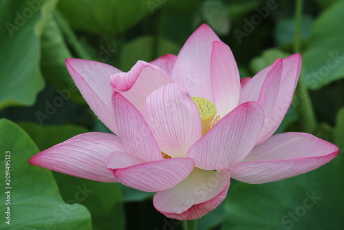 蓮の花