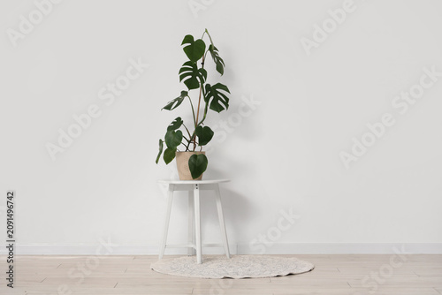 Monstera plant on table nea...