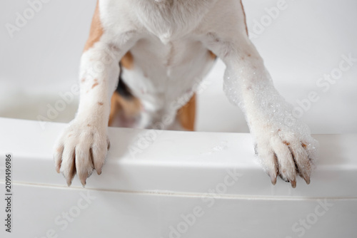 Cute Beagle dog taking bath...