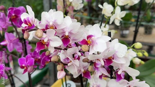 Close-up Phalaenopsis Aphrodite orchids greenhouse display cascading white pink blooms yellow-red centers dew kissed petals detailed