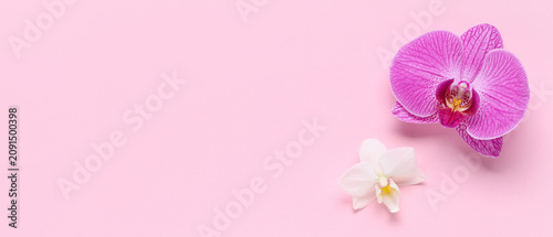 Pink and white orchid flowe...
