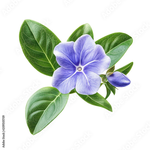 Delicate periwinkle flower with bud and lush green leaves isolated on white background