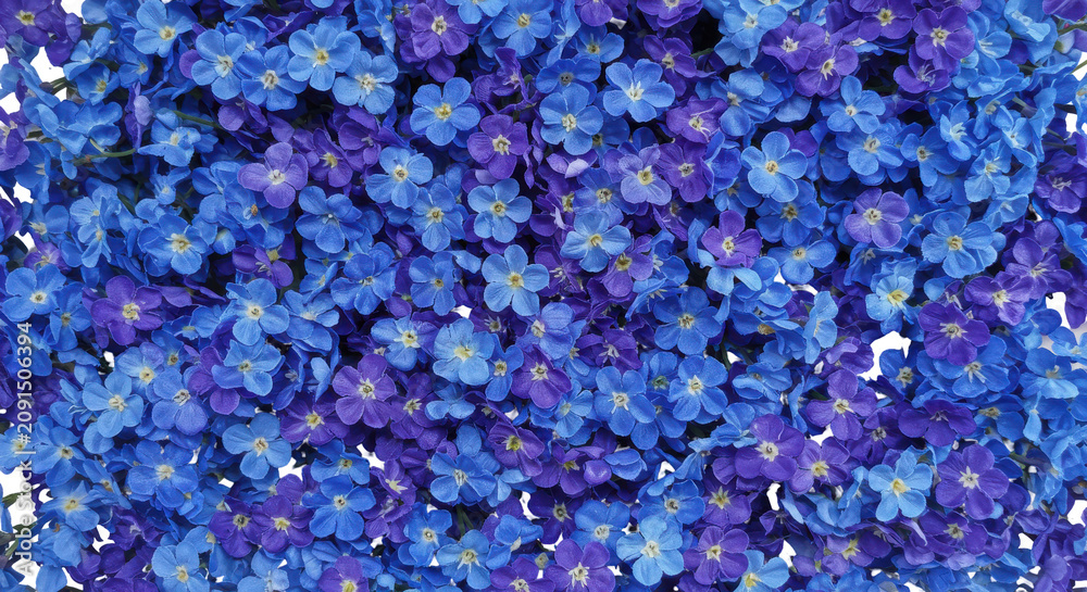 Fototapeta premium Vibrant Purple Lavender Flowers Close-Up in Natural Sunlight with Soft Focus Background