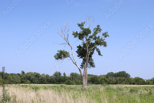 Single cottonwood tree clinging to life in a field at Buffalo Creek Forest Preserve in Buffalo Grove, Illinois