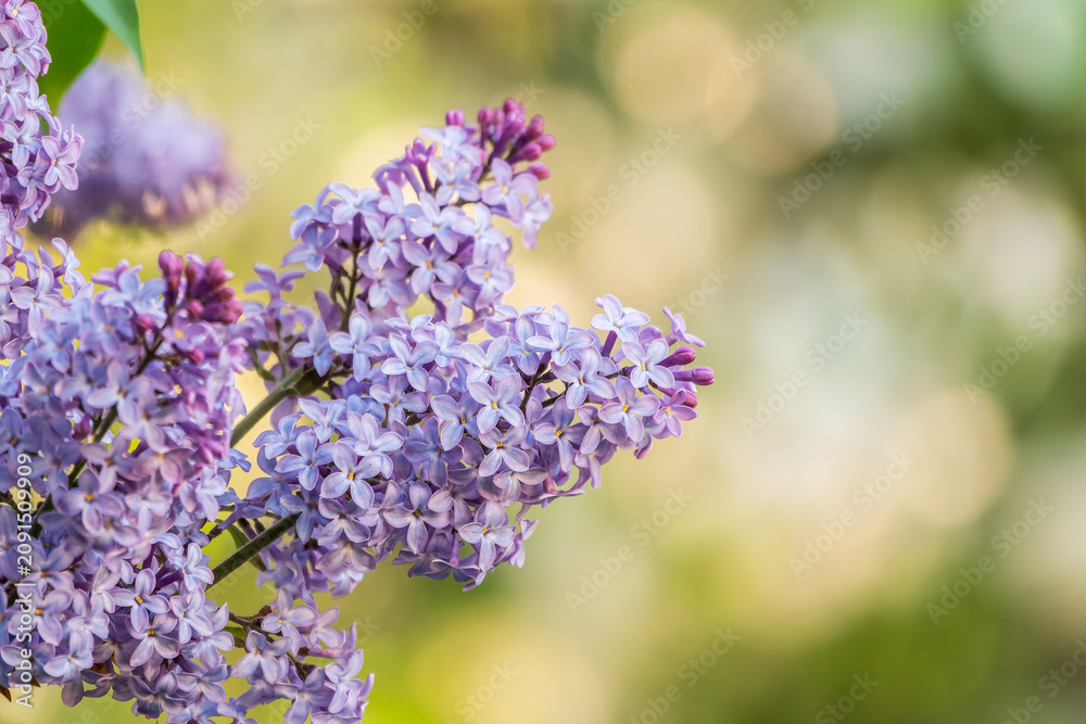 Obraz premium Pink Blooming Lilac Flowers in spring with blured background