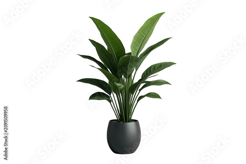Strelitzia nicolai houseplant with large green leaves in grey pot creating a tropical indoor garden