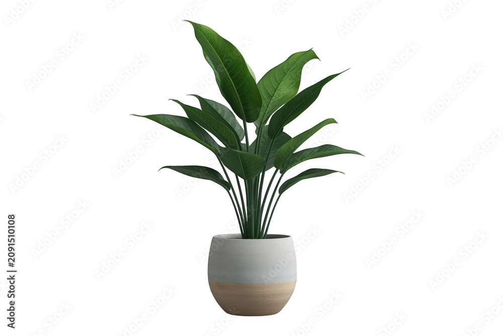 Obraz premium Houseplant in ceramic pot showing green foliage, tropical plant design, indoor gardening decor, transparent background