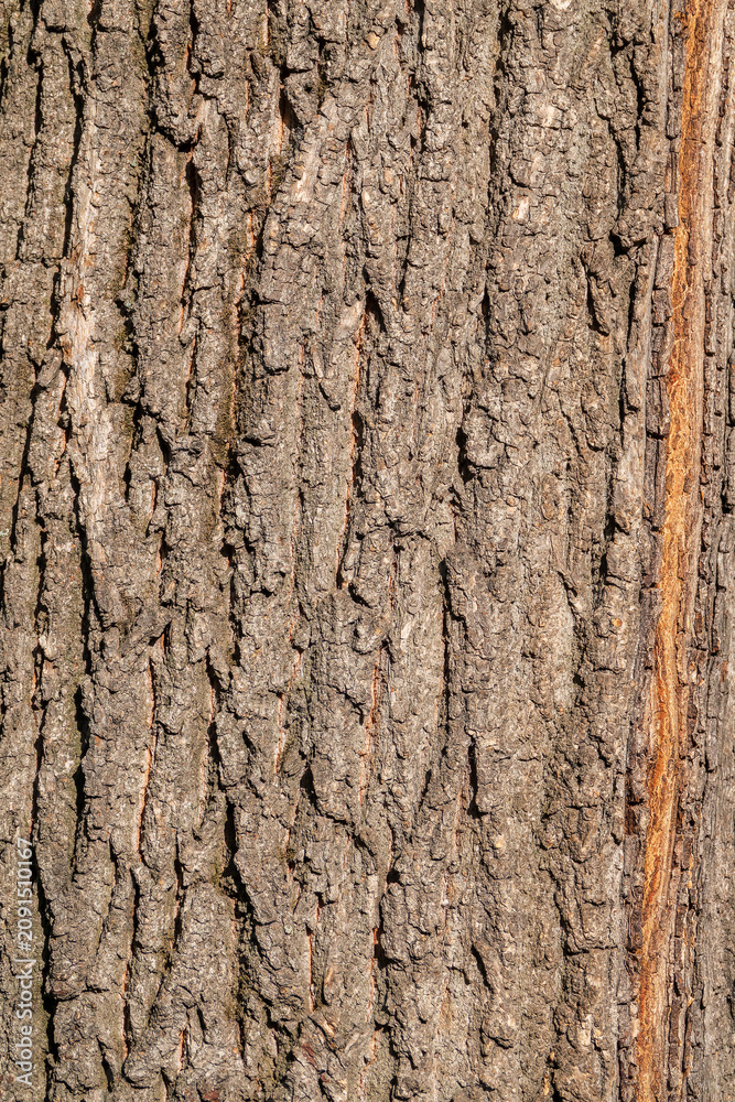 Obraz premium Bark texture and background of a old tree trunk. Detailed bark texture.