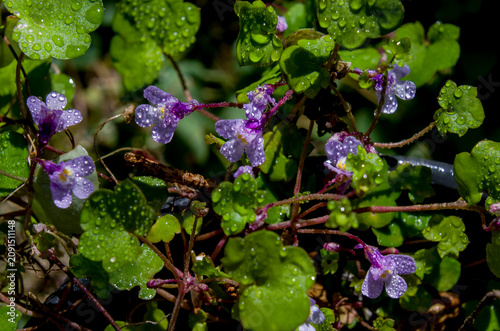 Canvastavla *Cymbalaria muralis*, conocida comúnmente como hierba de los muros, es una plant