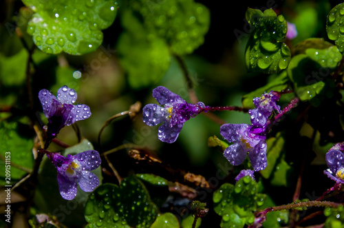Quadro su tela *Cymbalaria muralis*, conocida comúnmente como hierba de los muros, es una plant
