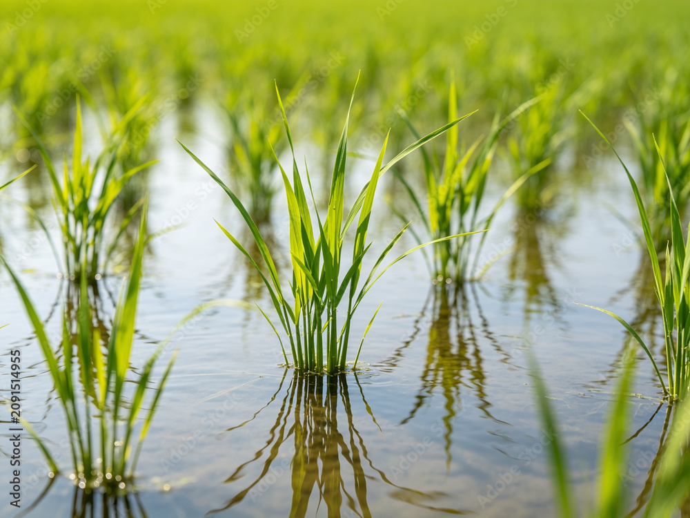Fototapeta premium Vibrant green rice seedlings sprout from a flooded paddy field, reflecting clearly in the calm water under bright daylight in a rural landscape.