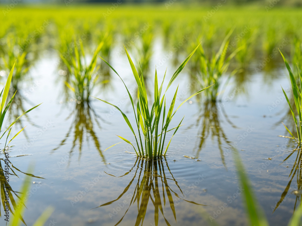 Obraz premium Young green rice seedlings growing in a flooded paddy field with clear water reflections on a bright sunny day, showcasing agricultural growth.