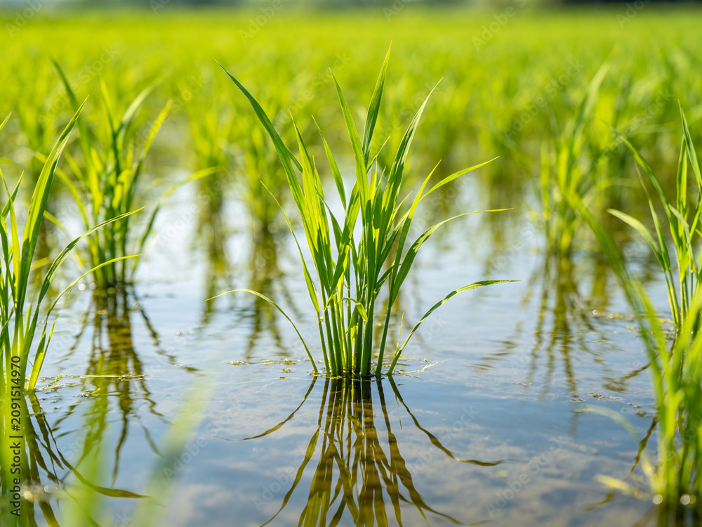 Fototapeta premium Close-up of vibrant green rice seedlings growing in a flooded paddy field, with clear reflections in the water under bright daylight.