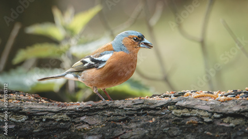 Foto Male and Female Chaffinches in Woodland Habitat at Pow Hill Country Park, County