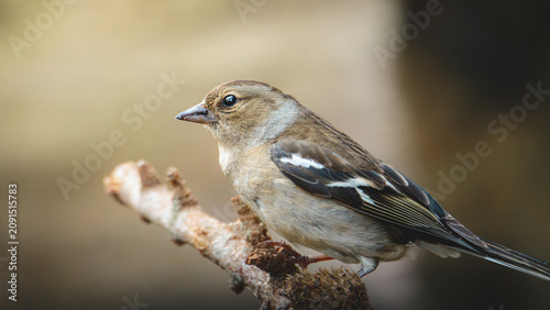 Obraz na płótnie Male and Female Chaffinches in Woodland Habitat at Pow Hill Country Park, County