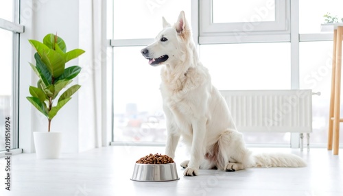 A white dog sits upright near a bowl of kibble. A potted plant stands next to a sunny window