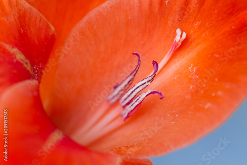 Vászonkép Abstract Close up of an Orange Gladiola Pistil and Stamen