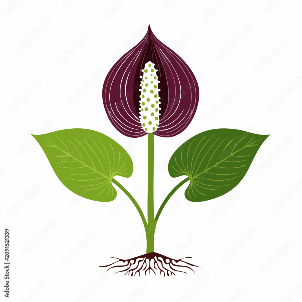 Fototapeta premium Skunk cabbage flower and leaves with roots with transparent background