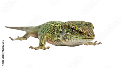 Green and yellow lizard on black background with its open and wide.