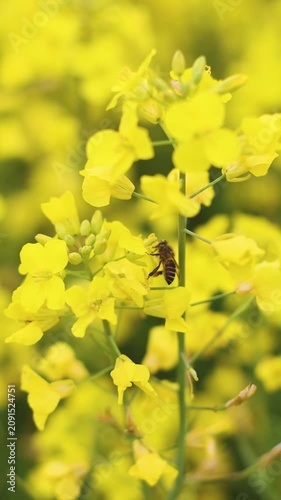 Jeju Island, South Korea, Blooming yellow Canola rapeseed flower field, Jeju-do island, vibrant spring blossom, traditional jeju landscape with bright yellow flowers meadow closeup, travel to Jeju