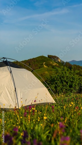 Tent Pitched in a Flower Field with Hills and Blue Sky