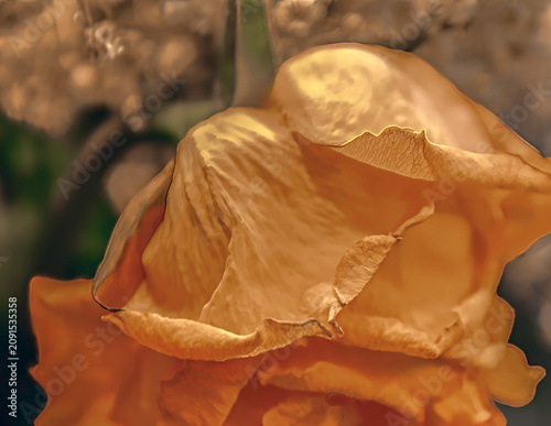 Close up of a yellow dying rose