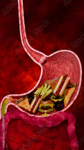 Human Digestive Anatomy Visualization Showing Healthy Stomach Function, Gastric Acid Activity and Natural Digestion Mechanism 3D Rendering