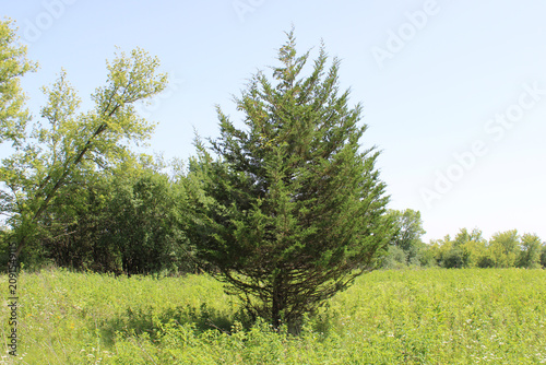 Single eastern red cedar tree in a field at Buffalo Creek Forest Preserve in Buffalo Grove, Illinois