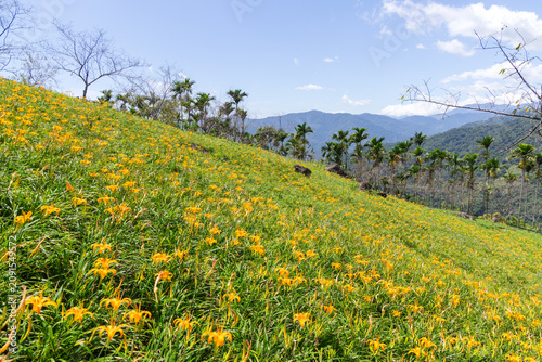 Foto Hillside covered in daylilies in Taitung