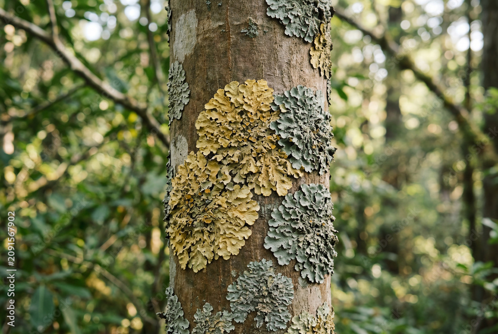 Obraz premium A tree trunk adorned with muted yellow and greyish green foliose lichen growing on brown bark