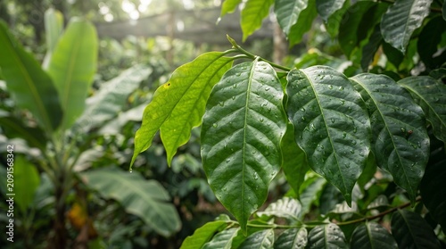 Lush green coffee leaves with water droplets 