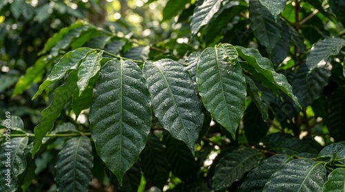 Vibrant green leaves of a coffee plant in a lush plantation 