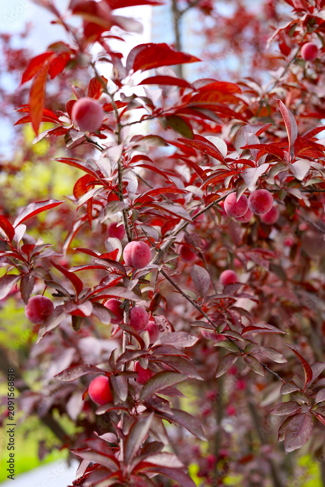 Fototapeta premium Purple-leaf plum tree with fruits