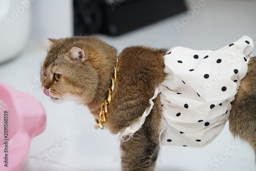 Obraz na plátně Cat pet feline brown gold necklace polka dot skirt cute playful indoor animal do