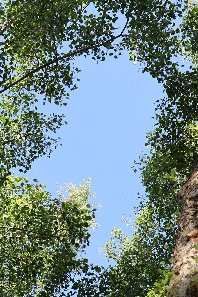 Fototapeta premium Upward perspective framing the bright blue sky surrounded by green tree branches and leaves.