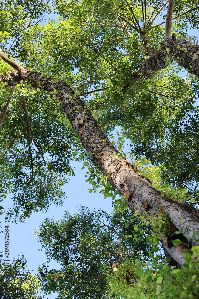 Fototapeta premium Bottom view looking up at a tall tree trunk extending branches with green leaves into a clear blue sky.