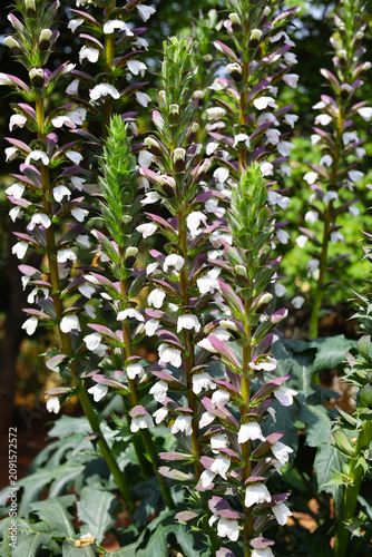 Foto Tall spikes of Acanthus mollis flowers blooming in a sunny garden
