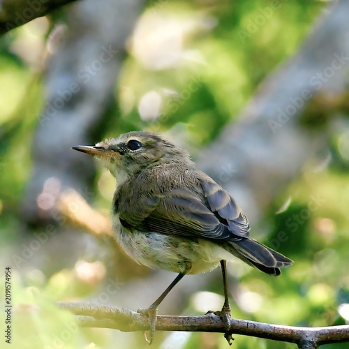 Cute little fledgling bird sitting on a twig in spring forest, beautiful macro wildlife nature photography