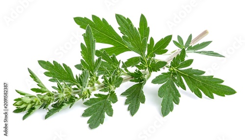 Fresh green parsley leaves on white background.