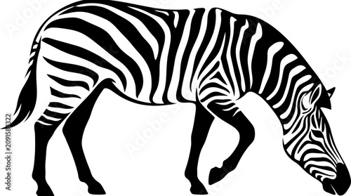 Zebra Silhouette Walking and Grazing Isolated on White Background