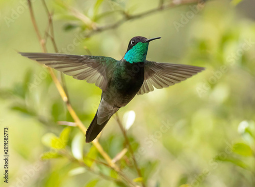 Фотография Hummingbird