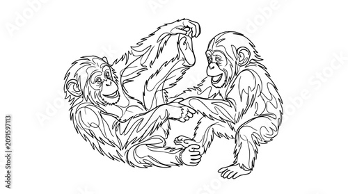 Photography Chimpanzee Family Playful Interaction